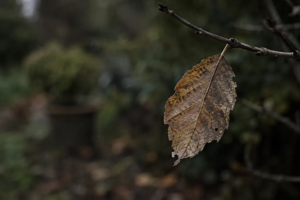 Folha seca e desgastada ainda presa a um galho, diante de um jardim desfocado.
