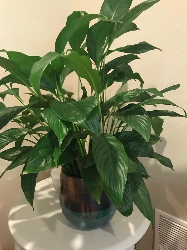 Lírio-da-paz em vaso com folhas verdes compridas e nervuras centrais visíveis.